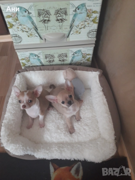 КУЧЕНЦА МЕЧТА.УНИКАЛНИ ЧИХЕНЦА, снимка 1