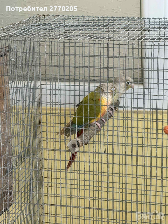 Продавам двойка перури, снимка 1