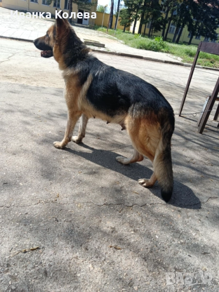 Продавам чистокръвна немска овчарка на 3 години един път е раждала , снимка 1