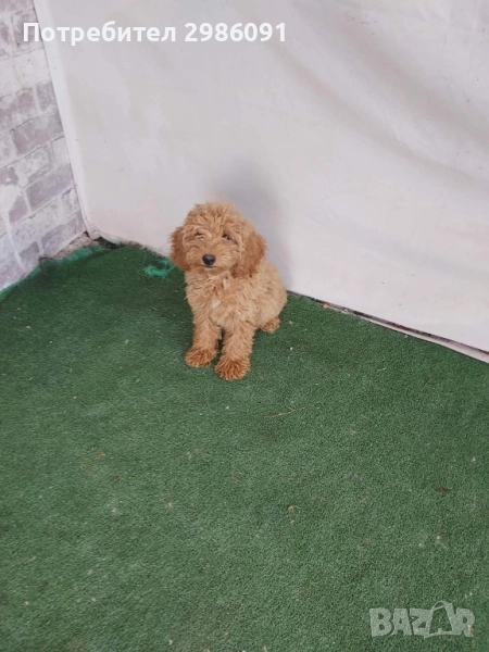 мини пудел мъжко, снимка 1