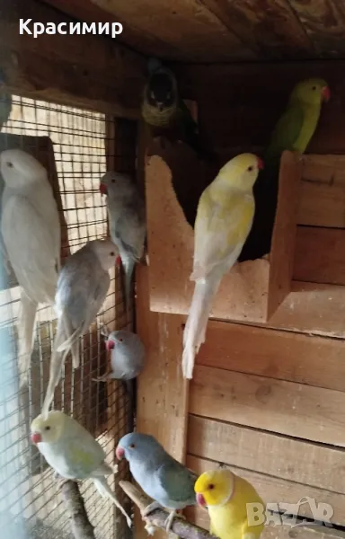 различни видове птици, снимка 1