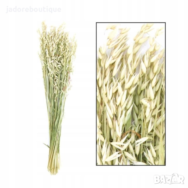 Сноп сушен овес за декорация, снимка 1