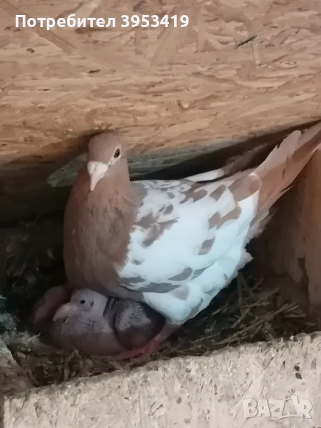 100% meulemans -спортни гълъби, снимка 1