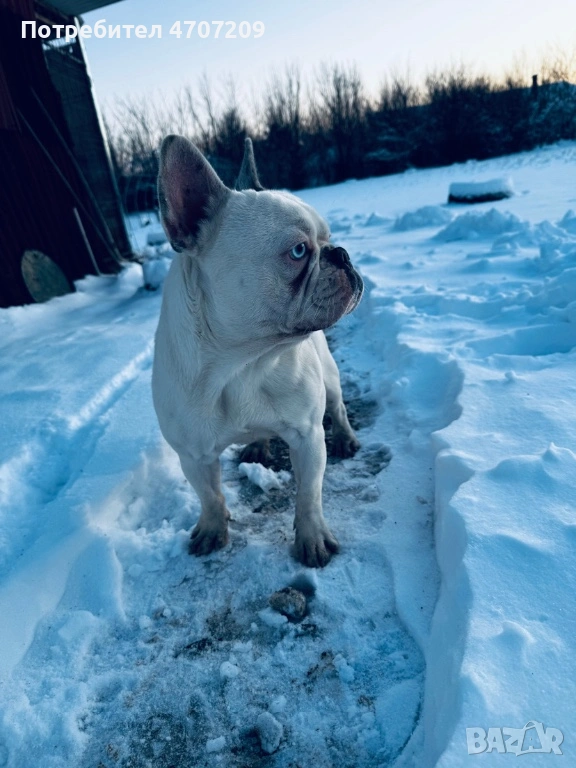 Мъжки френски булдог за разплод , снимка 1