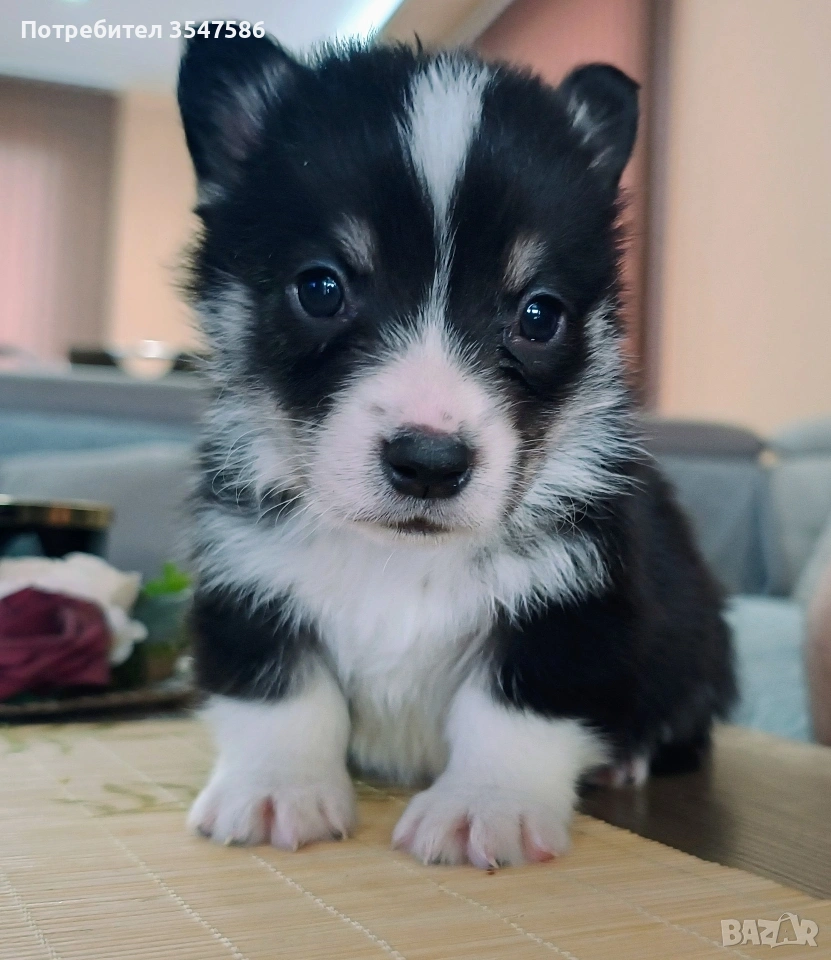 Кученца Уелско корги пембрук – приемат се резервации, снимка 1