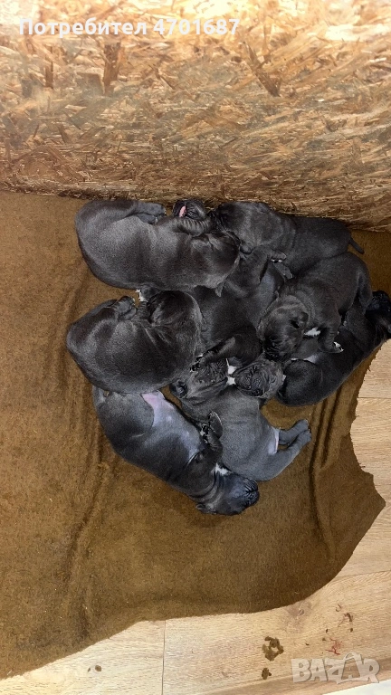 Бебета Кане Корсо, снимка 1