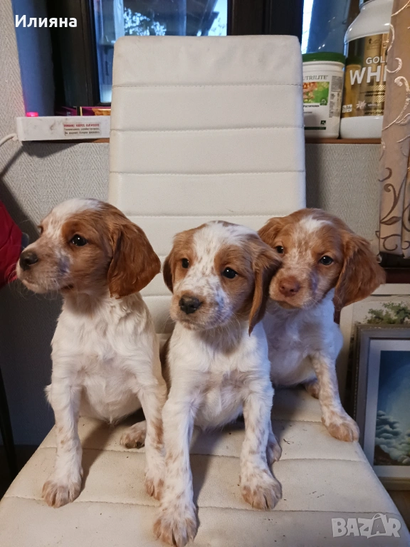 Бретон шпаньоли на 2 месеца, снимка 1