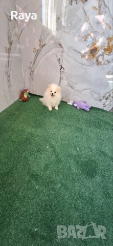 Померани със и без родословие, снимка 1