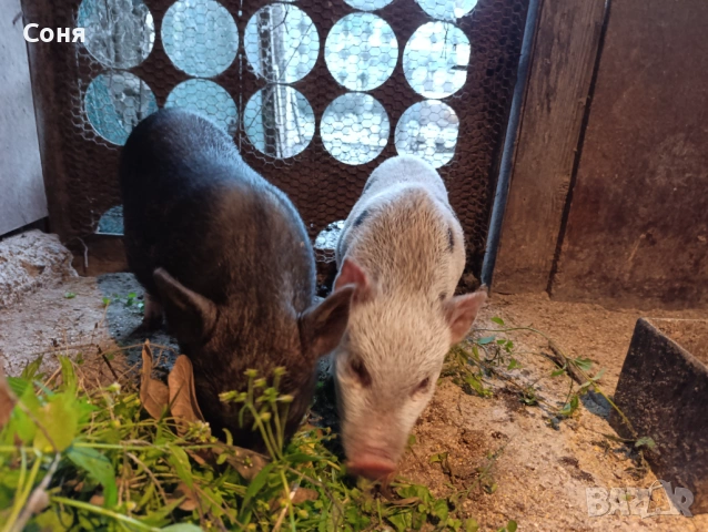 Продавам виетнамски прасета, снимка 6 - Прасета - 53035330