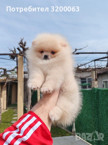 Померан мъжко , снимка 7 - Померан - 53985914