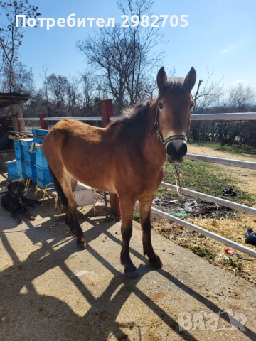 Продажба на кон 2 г, снимка 2 - Коне - 53844214