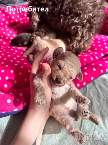 Той пуделчета