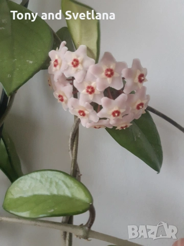 стайни цветя- комплект Хоя + Хлорофитум + Сансевиера + Алое 