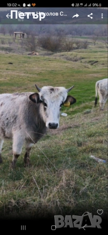 Сиво Искърски Говеда , снимка 3 - Крави - 53953344