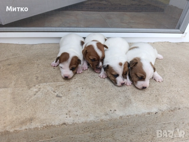 Джак Ръсел териер , снимка 8 - Джак ръсел териер - 54097301