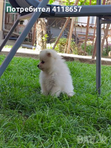 Продават се малки кученца порода Мини Шпиц, снимка 10 - Други - 46041633