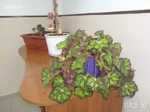 Sony Cyber-shot DSC-W570   16.1 МРх, снимка 13 - Фотоапарати - 53617567