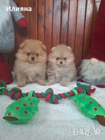 померан женски , снимка 4 - Померан - 52593704