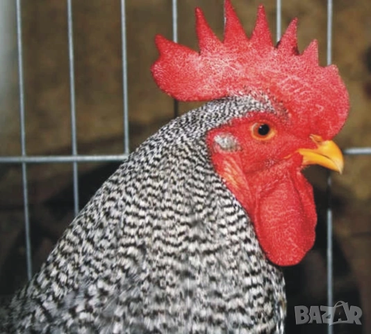 оплодени и проверени Яйца АМРОК -Разплодни яйца за люпене от кокошки породата Амрок, снимка 4 - Кокошки и пуйки - 54196528