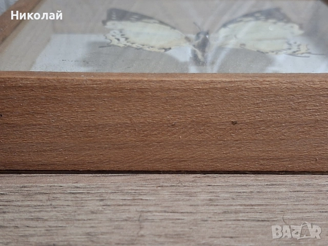 Препарирана Пеперуда в Рамка, снимка 10 - Декорация за дома - 54175284