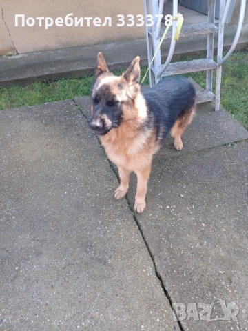 Немска овчарка , снимка 2 - Немска овчарка - 53476726