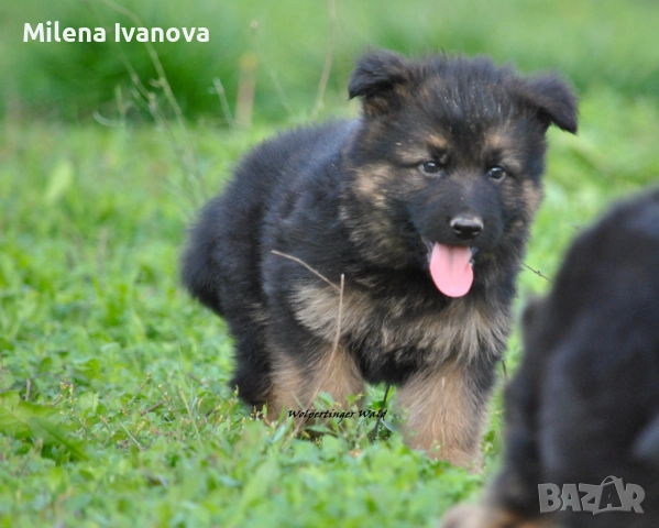 Легитимен развъдник разполага с кученца с дълъг косъм , снимка 8 - Немска овчарка - 52635144