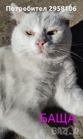 коте, бяло, сини очи, 5 мес., снимка 16 - Британска късокосместа - 52889766