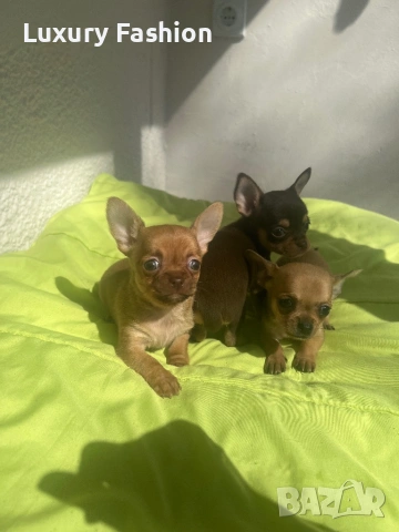 Чихуахуа кученца , снимка 9 - Чихуахуа - 54217329