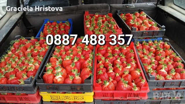 Продавам качествен разсад ягоди , снимка 7 - Градински цветя и растения - 53560287
