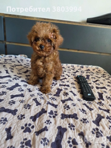 Уникални Той пудел момичета. , снимка 7 - Пудели - 54131488