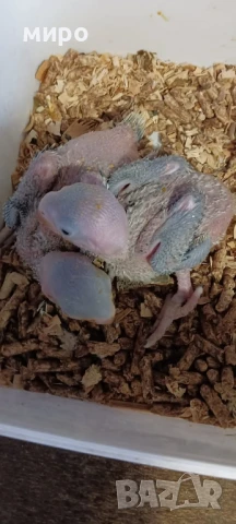 Бебета Голям Александър Ръчно хранени !ТОП ЦЕНА!, снимка 6 - Папагали - 50596569