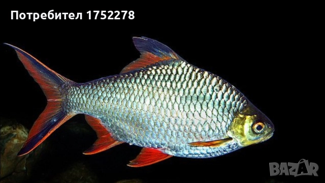 Bardo tinfoil tamanho 15+ см. 80лв., снимка 2 - Рибки - 52595747