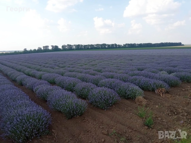 Лавандулово масло