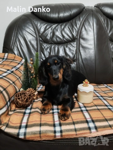    Дългокосмести  Дакелчета , снимка 3 - Дакели - 53727314