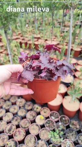  Хойхера Дворцово лилаво, Heuchera "Palace Purple"!!, снимка 7 - Градински цветя и растения - 46175493