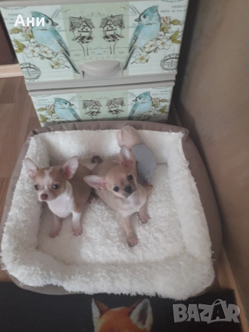 КУЧЕНЦА МЕЧТА.УНИКАЛНИ ЧИХЕНЦА, снимка 1