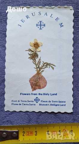 Картичка от Божи гроб с хербаризирано цвете, снимка 6 - Колекции - 52319926
