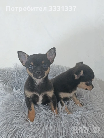 мини пинчер чихуа момиче и момче 