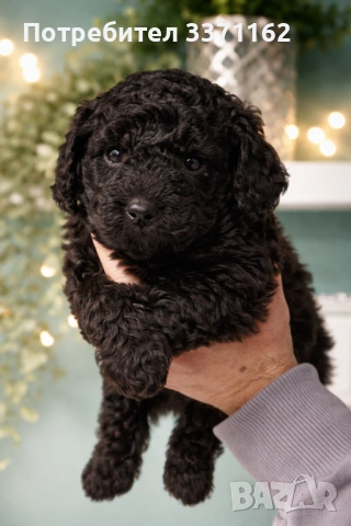 пудел, снимка 4 - Пудели - 53709923