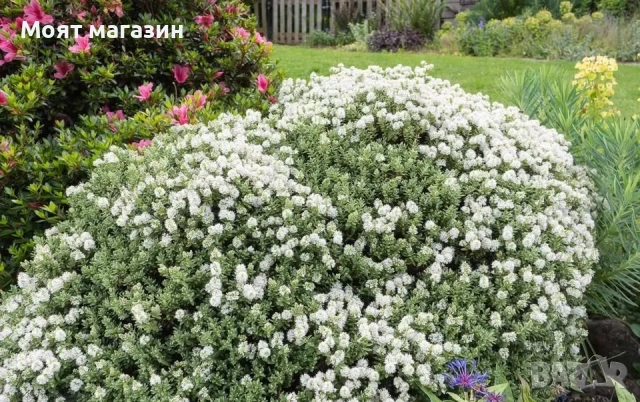 Хабе - Habe Pungifolia, снимка 3 - Градински цветя и растения - 53650606