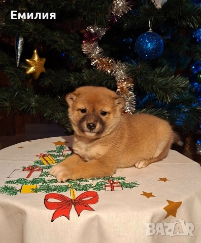Шиба ину Коледни изненади, снимка 2 - Шиба ину - 52868459