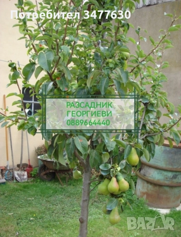 МИНИ (КОЛОННИ) ОВОЩНИ ДРЪВЧЕТА, снимка 13 - Градински цветя и растения - 47081860