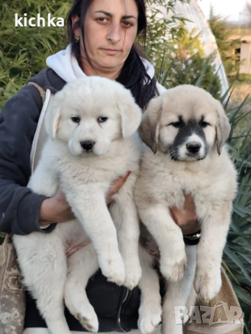 Кавказка овчарка, снимка 9 - Кавказка овчарка - 53840449