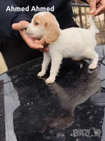 Кокер шпаньол 