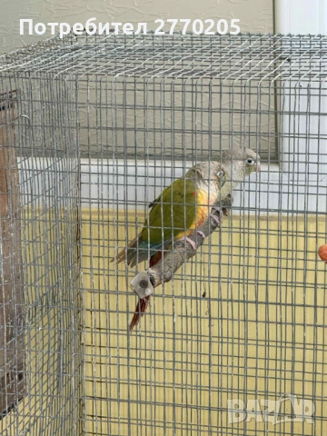 Продавам двойка перури