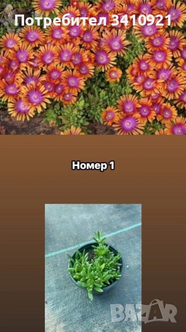 Делосперма 9 цвята, снимка 5 - Градински цветя и растения - 53849022