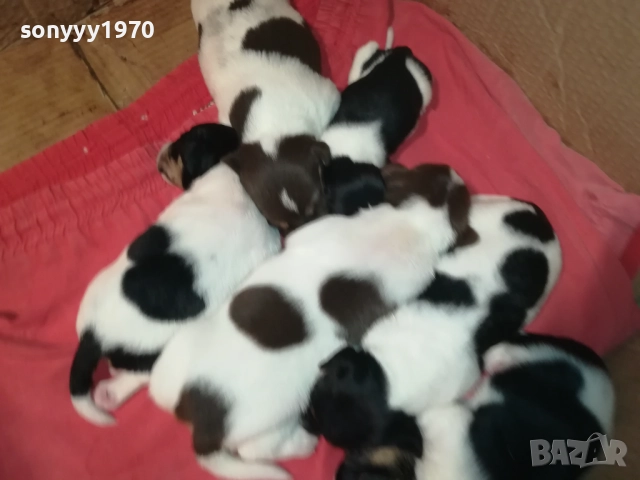 БЕБЕТА ДЖАК РЪСЕЛ 2309251834, снимка 5 - Джак ръсел териер - 51811325