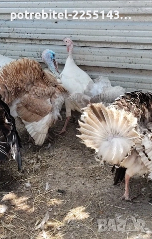 Пуешки яйца-2 Евро броя. , снимка 6 - други­ - 53889875