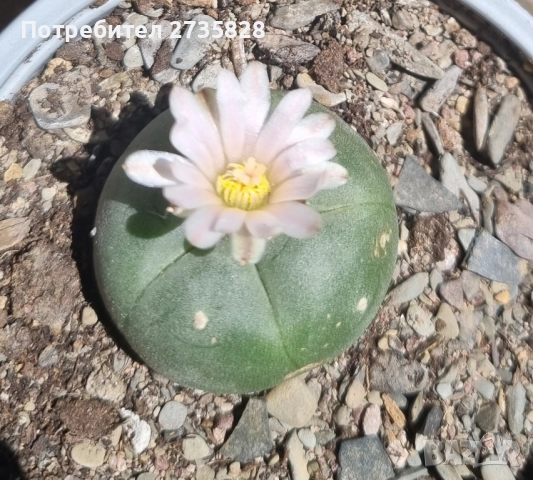 Пейот (Lophophora williamsii), снимка 3 - Стайни растения - 52795797