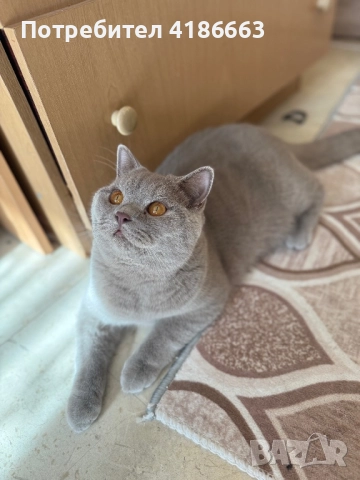 Късокосмест британец за разплод, снимка 13 - Британска късокосместа - 52215816